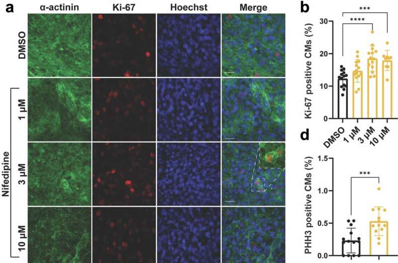 Calcium channel inhibition promotes cardiac regeneration by enhancing proliferation gene expression