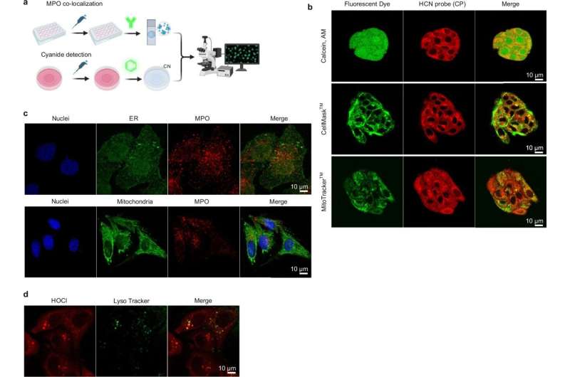 Confocal microscopy analysis of cyanide and HOCl generation in HepG2 cells. Credit: Nature Metabolism (2025). DOI: 10.1038/s42255-025-01225-w Cyanide plays a major role in the human body, study reveals