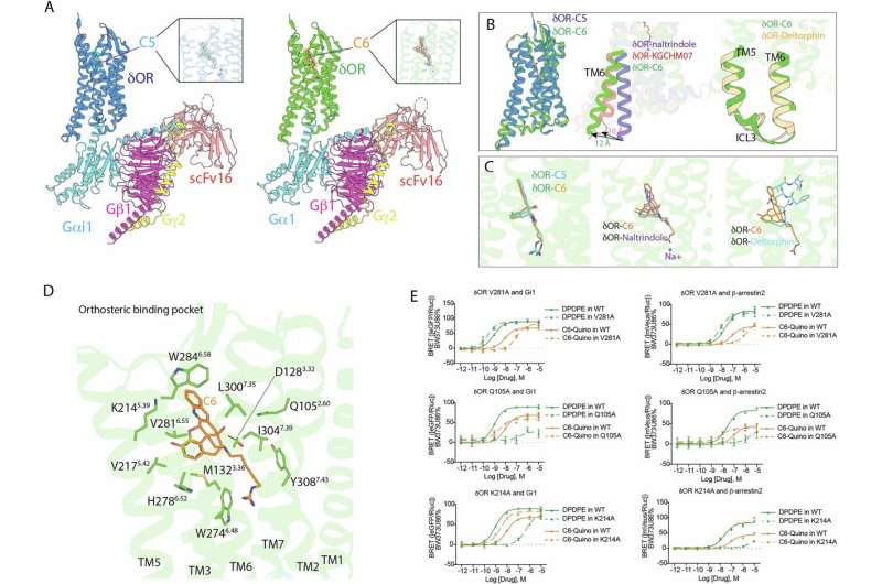 CryoEM structures of δOR bound to bitopics. Credit: Nature Communications (2025). DOI: 10.1038/s41467-025-57734-5 Researchers identify safer pathway for pain relief