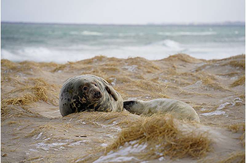 A female gray seal nursing her pup on the beaches of Sable Island, Nova Scotia. Gray seals give birth once a year and females will quickly lose ~30% of their body mass while the pup triples in size during a short nursing period of only 15-20 days. Credit: Michelle Shero, under permits: NMFS 25794 and Parks Canada SINPR-2023-45671-2. Studying how seals adapt to extreme environments could lead to benefits in human reproductive health