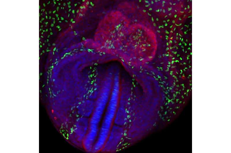 Image of a mouse embryo at an early developmental stage (E8.25, 6 somites). Nuclei are shown in blue, forming heart muscle cells in red, and Notch-activated cells—part of a signaling system that regulates embryonic development—in green. Credit: CNIC CNIC team reveals how the heart is organized from the earliest stages of embryonic development