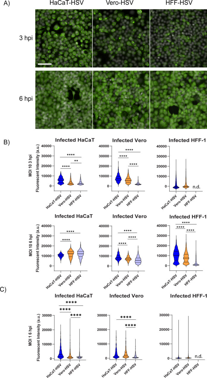 Herpes-viruses-cultivated-from-different-cell-lines-display-distinct-biological.jpg