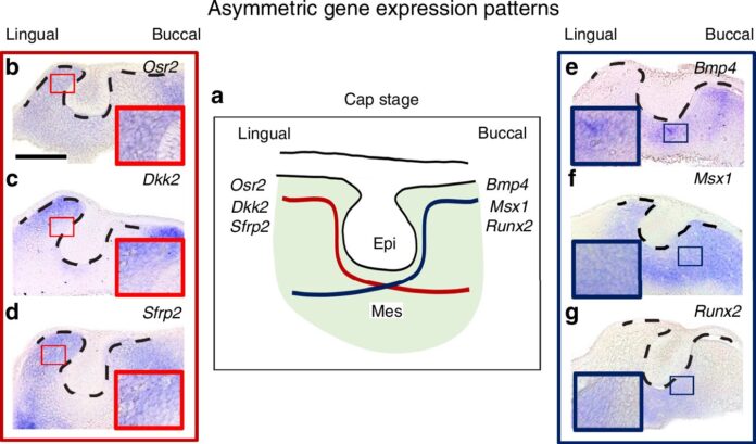 Scientists-find-cells-that-know-when-where-and-how-to.jpg