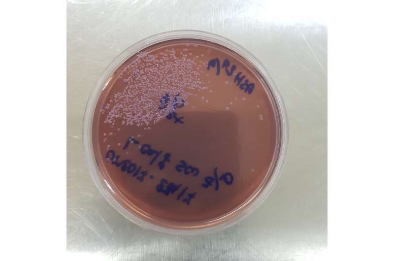 Petri dish with a brown agar base, featuring clusters of small, round, pink bacterial colonies of H. Influenza. Blue handwritten text on the lid. Credit: Paul Turner Opening the door to a vaccine for multiple childhood infections